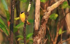 Masked Yellowthroat